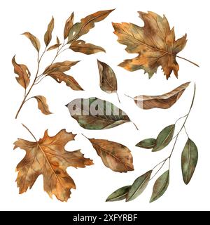 Herbstlaub in verschiedenen Stadien des Verfalls. Die botanische Kollektion mit Aquarellen wird von Hand im Herbststil gezeichnet. Für saisonale Designs, in Postkarten Stockfoto
