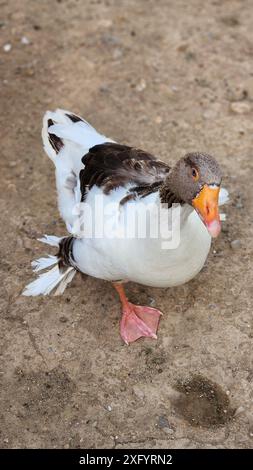 Nahporträt der Gans. Ländliche Landschaft mit Gänsen, Hühnern und Truthühnern weiden auf dem Geflügelhof. Ländliche Bio-Naturtierfarm. Hochwertige Fotos Stockfoto