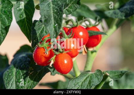 Kirschtomaten bedeckt mit Wassertropfen auf Tomatenpflanze aus nächster Nähe. Stockfoto