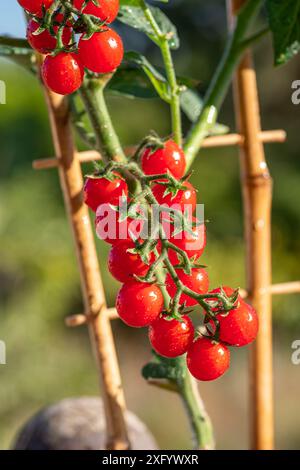 Kirschtomaten bedeckt mit Wassertropfen auf Tomatenpflanze aus nächster Nähe. Vertikale Aufnahme. Stockfoto
