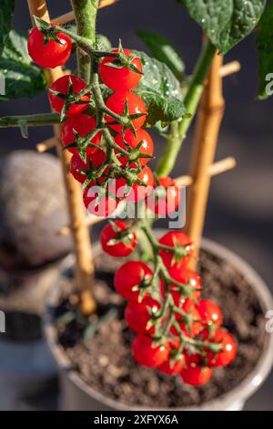 Kirschtomaten bedeckt mit Wassertropfen auf Tomatenpflanze aus nächster Nähe. Vertikale Aufnahme. Stockfoto