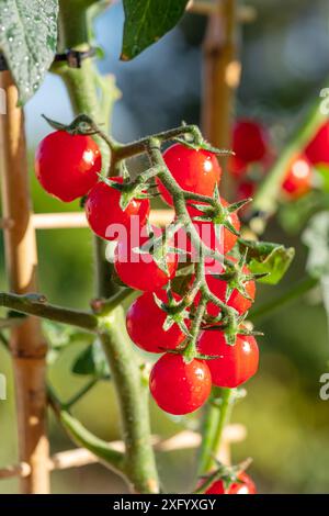 Kirschtomaten bedeckt mit Wassertropfen auf Tomatenpflanze aus nächster Nähe. Vertikale Aufnahme. Stockfoto