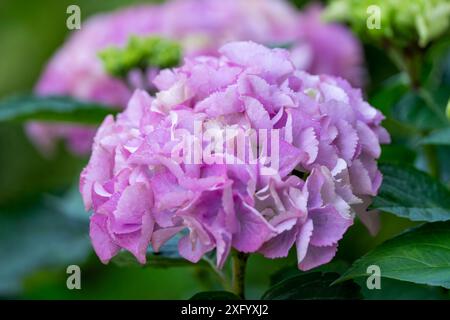 Hortensia Blume Mauve rosa Farbe, Nahaufnahme. Stockfoto