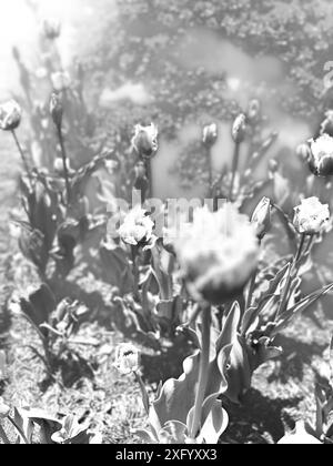 Blühendes Tulpenfeld in Schwarz-weiß Stockfoto