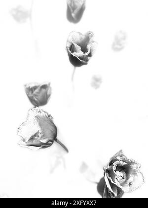 Blühendes Tulpenfeld in Schwarz-weiß Stockfoto