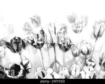 Blühendes Tulpenfeld in Schwarz-weiß Stockfoto