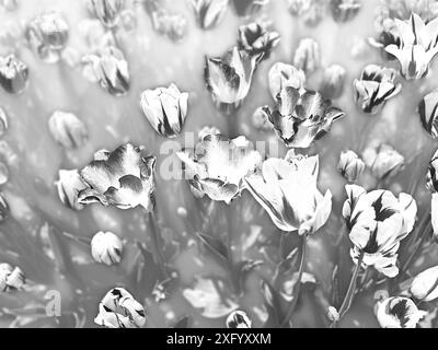 Blühendes Tulpenfeld in Schwarz-weiß Stockfoto