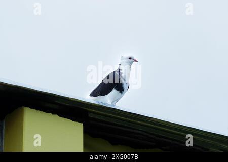 Schwarz-weiß-farbige Homing-Taube, die auf einem Blechschuppen-Gebäude steht Stockfoto