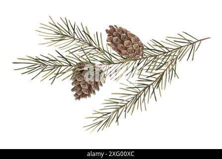 Tannenzweig mit Tannenzapfen, botanische Illustration mit Weihnachtsaquarell. Abbildung: Kiefernzweig, Nadeln, Ast. Zeichnungen für Weihnachten und Neu Stockfoto