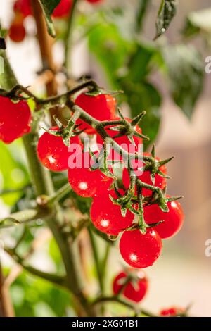 Kirschtomaten bedeckt mit Wassertropfen auf Tomatenpflanze aus nächster Nähe. Vertikale Aufnahme. Stockfoto