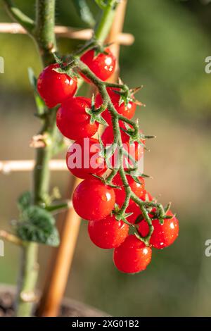 Kirschtomaten bedeckt mit Wassertropfen auf Tomatenpflanze aus nächster Nähe. Vertikale Aufnahme. Stockfoto