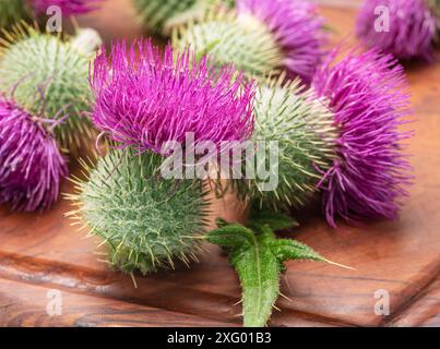 Mariendistel Blumenköpfe auf hölzernem Schneidebrett aus nächster Nähe. Stockfoto
