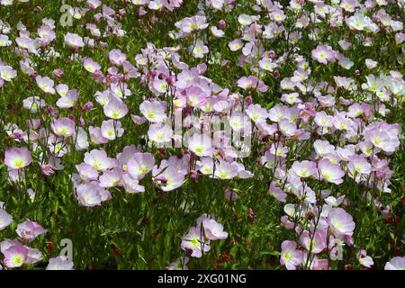 Nachtkerze „Siskiyou“, alias. Pinkladies, Rosa Abendkerze, Showy Abendkerze, mexikanische Kerze, Oenothera speciosa, Onagraceae. Mexiko. Stockfoto