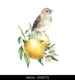 Gelbe Zitrone mit grünen Blättern und Blüten, brauner realistischer Vogel. Isolierte Aquarellillustration im Vintage-Stil. Handgefertigte Komposition für den Innenraum Stockfoto