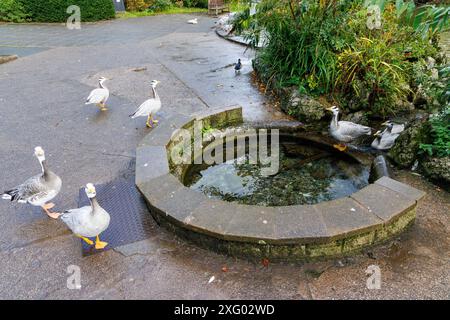 Picklefoot Spring, Grange Over Sands, Cumbria, Großbritannien Stockfoto