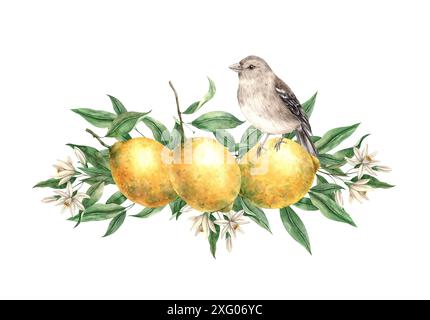 Zweig von gelben Zitronen mit grünen Blättern, Blumen und braunem realistischem Vogel. Isolierte Aquarellillustration im Vintage-Stil. Zusammensetzung für Interi Stockfoto