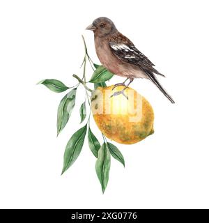 Gelbe Zitrone mit grünen Blättern und braunem, realistischem Vogel. Isolierte Aquarellillustration im Vintage-Stil. Handgefertigte Komposition für Innenraum, Karten, Stockfoto