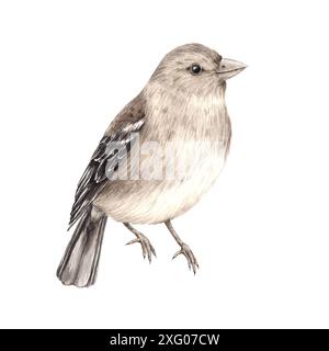 Realistischer grauer Vogel - finch. Isolierte Aquarellillustration in realistischem Stil. Kompositionen für den Innenraum, Karten, Hochzeitsdesign, Einladungen, t Stockfoto