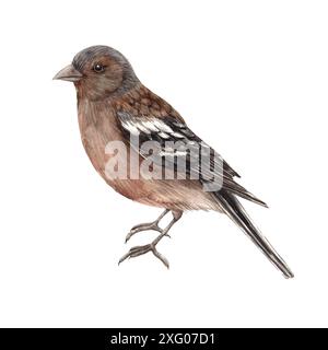 Realistischer brauner Vogel - finch. Isolierte Aquarellillustration in realistischem Stil. Kompositionen für den Innenraum, Karten, Hochzeitsdesign, Einladungen, Stockfoto