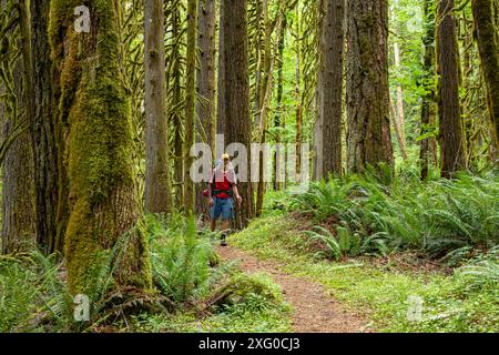 WA25502-00...WASHINGTON - Wandern Sie auf dem Baker Lake Trail durch einen Mischwald aus Big Leaf Maples, Western Red Cedar und Douglasien. Stockfoto