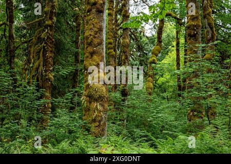 WA25509-00...WASHINGTON - Moos bedeckt mit Moos, das kleine Farne anbaut. Stockfoto