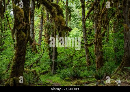 WA25511-00...WASHINGTON - moosbedeckte Äste entlang des Baker Lake Trail. Stockfoto