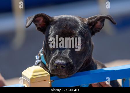 Schwarzer Staffordshire Bullterrier-Welpe, der über einen Zaun auf die großen Hunde blickt Stockfoto