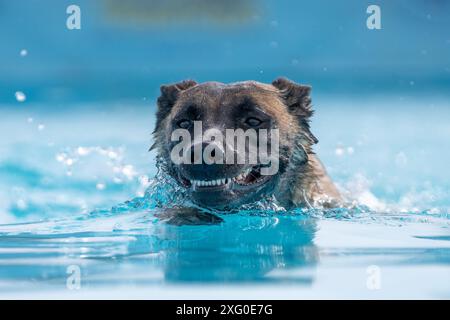 Glücklicher, lächelnder belgischer Malinois, der seine Zähne zeigt, während er im Pool schwimmt Stockfoto