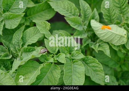 Das Legen von Colorado-Kartoffelkäfer-Eiern auf Kartoffelblättern. Stockfoto