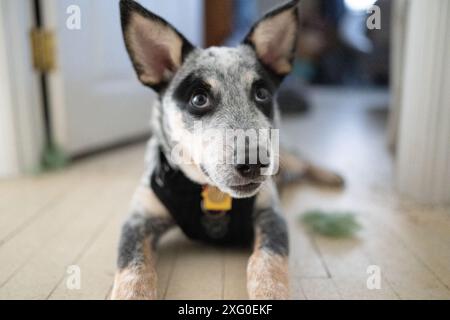Australian Cattle Dog Blue Heeler Bluey aus nächster Nähe Stockfoto