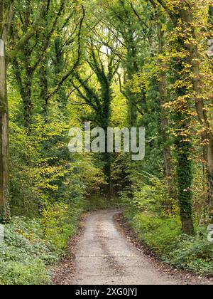 Üppige Herbstwälder in der Nähe von Leominster, Herefordshire, Großbritannien Stockfoto