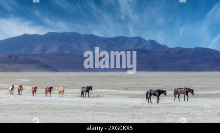 Die Wildpferdeherde des Onaqui Mountain hat eine leichte bis mittelschwere Struktur und ist in Farben wie Sauerampfer, roan, Buchleder, Schwarz, Palomino, und grau. Stockfoto