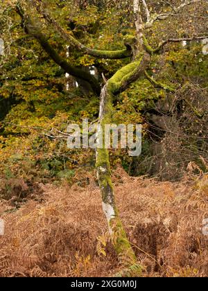 Üppige Herbstwälder in der Nähe von Leominster, Herefordshire, Großbritannien Stockfoto