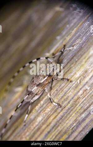 Acanthocinus aedilis Familie Cerambycidae Gattung Acanthocinus Timberman Käfer Holzbohnenkäfer Longhornkäfer wilde Natur Insektenfotografie, Bild Stockfoto