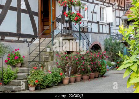 Fachwerkhaus mit blühenden Geranien in Töpfen entlang einer Steintreppe und einem Kopfsteinpflasterweg, Seebach, Elsass, Frankreich Stockfoto