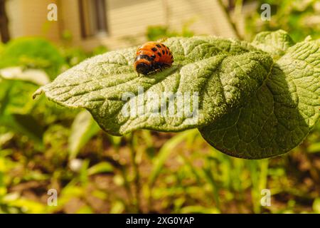 Colorado Kartoffelkäfer-Larve auf Green Leaf im Sonnenlicht. Stockfoto