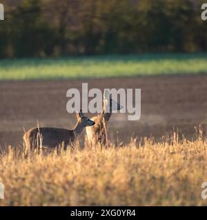 Reh-Paar, das dicht beieinander auf dem grünen Feld steht Sonnige Sommer Natur Stockfoto