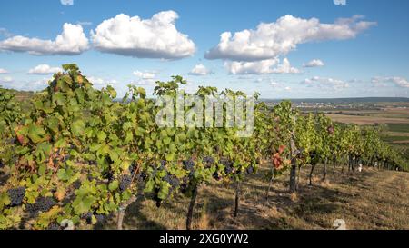 Oesterreich, Burgenland, Bezirk Oberpullendorf, bei Neckenmarkt, Weinberge bei Sonnenaufgang im Herbst, Blick ueber Deutschkreutz, Blaufraenkischland Stockfoto