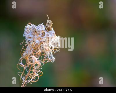 Abstrakte Naturform einer verwelkten Pflanze im Herbst Stockfoto