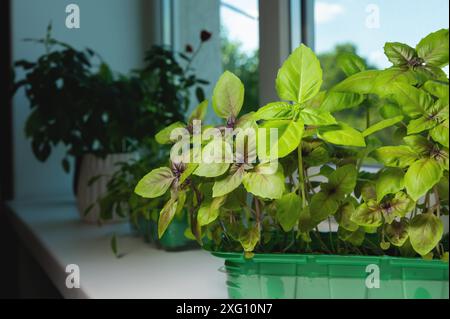 Nahaufnahme, hausgemachtes Basilikum. Gartenarbeit und Anbau von Lebensmitteln auf der Fensterbank. Pflanzennahrung Stockfoto