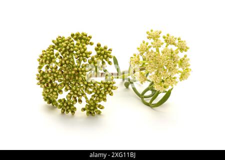 Frischer Meeresfenchel oder Felsensamphire (Crithmum maritimum) Zweig isoliert auf weißem Hintergrund. Stockfoto