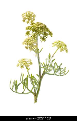 Frischer Meeresfenchel oder Steinsamphir (Crithmum maritimum) Pflanze isoliert auf weißem Hintergrund. Stockfoto