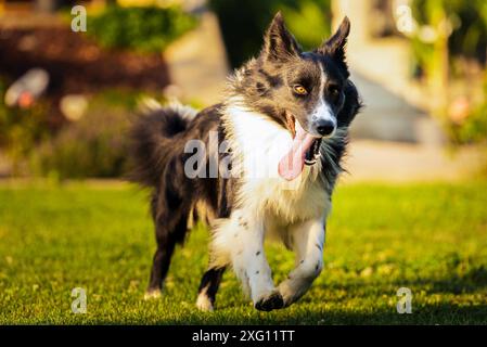 Reinrassiger junger Border Collie Hund, der schnell im Garten läuft, mit der Zunge raus Stockfoto