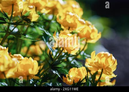 Gelbe (Trollius) Blüten blühen im sonnigen Garten, Trollius asiaticus im Frühjahr Stockfoto