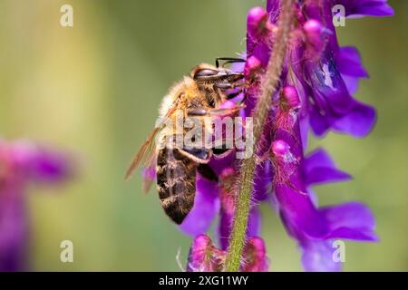 Honigbiene, lateinische, europäische oder westliche Honigbiene (APIs mellifera), die auf einer Wicke oder einer Teerblüte sitzt. Das Konzept der Polinierung von Kulturen Stockfoto