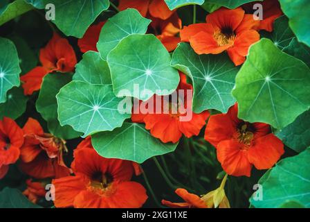 Orange Kapuzinerkresse unter grünen Blättern (Tropaeolum majus) blüht im Garten Stockfoto