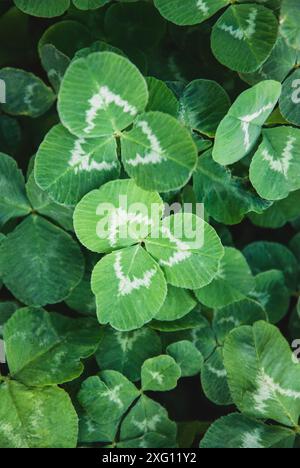 Klee für Futterpflanzen, Weißer Futterklee (Trifolium repens), der auf dem Feld angebaut wird Stockfoto