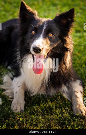 Border Collie Hund liegt auf dem Gras in der Sonnenuntergangssonne. Zunge raus, ruht. Hunde-Thema Stockfoto