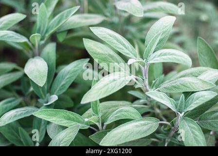 Salbei, der im Garten wächst (Salvia officinalis), Heilpflanzen-Nahaufnahme Stockfoto