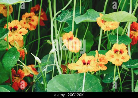 Gartennasturtium (Tropaeolum majus) Pflanzen mit orangen und gelben Blüten, die im Blumenbeet wachsen Stockfoto